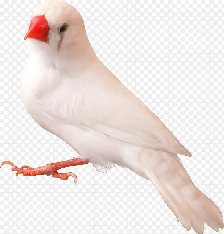白色可爱鸽子