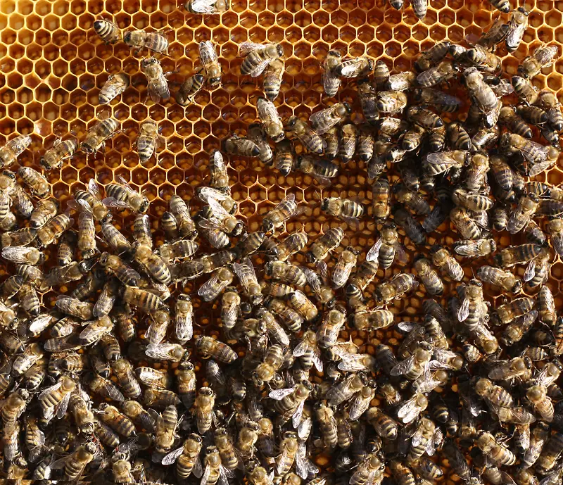正在蜂窝上忙碌的蜜蜂