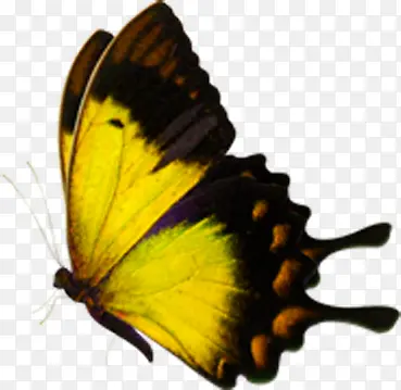 在空中飞舞的黄色蝴蝶