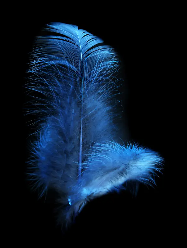 两片蓝色的羽毛