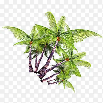 椰树