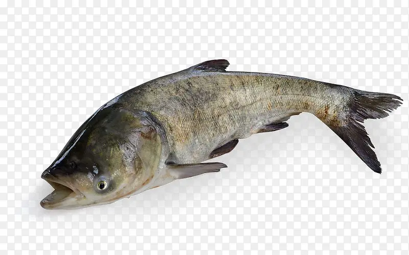 鳙鱼 胖头鱼 水产 大型鱼
