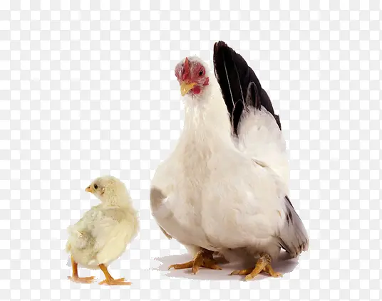 母鸡和小鸡