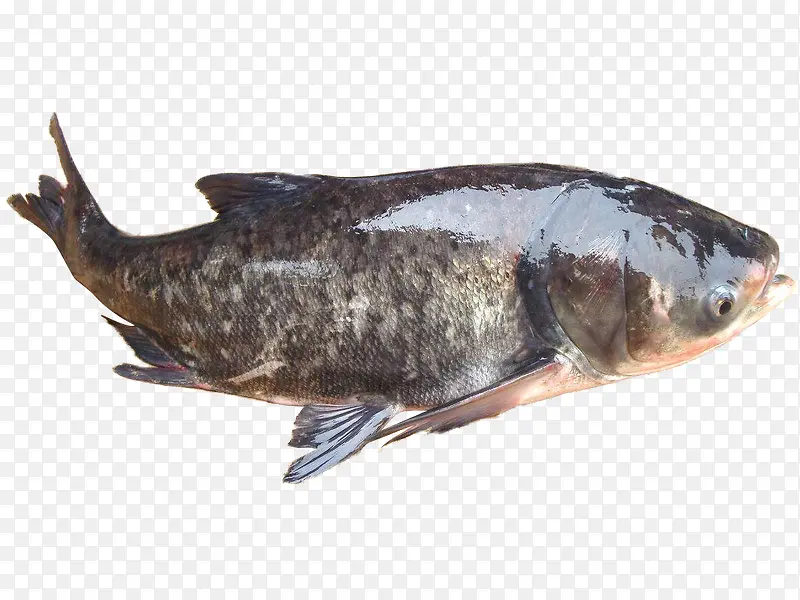 鳙鱼 胖头鱼 水产 大型鱼类 