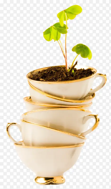 茶杯盆栽植物