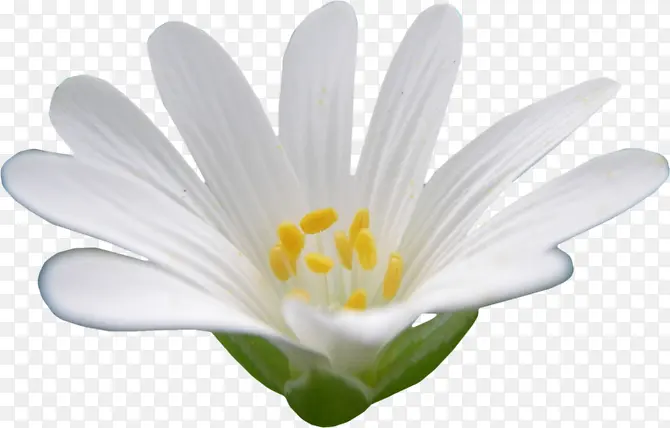莲花睡莲白色花朵