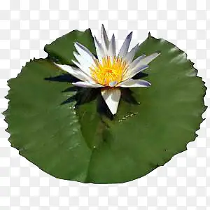 植物装饰图案