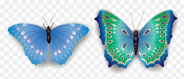 两个蝴蝶标本