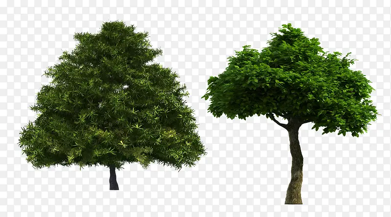 桉树和落叶松图片素材