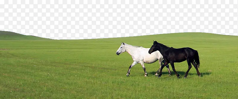 内蒙古草原上的两匹马