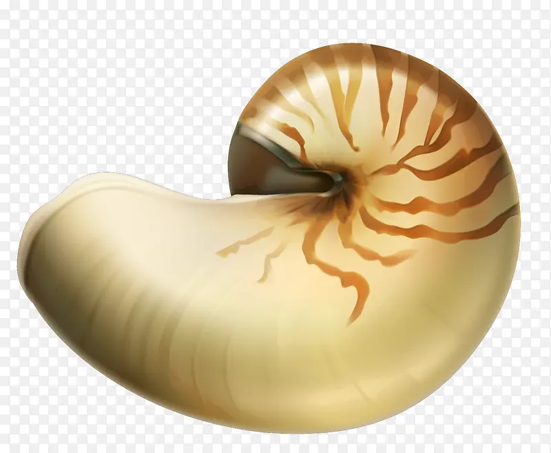 蜗牛壳简图