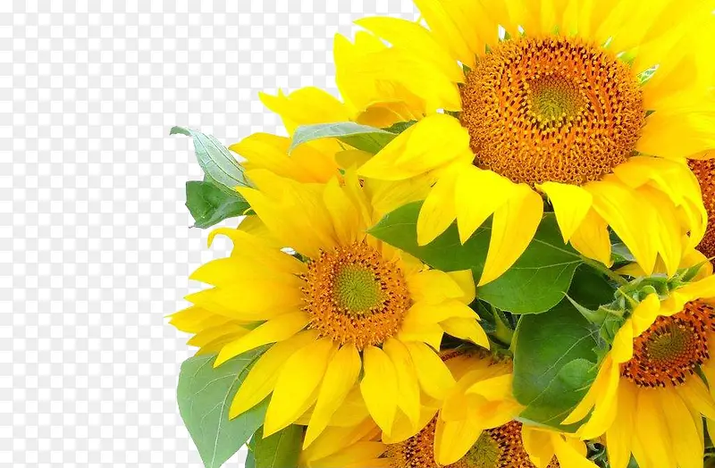 金葵花向日葵黄色花朵鲜花太阳花