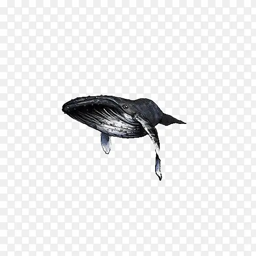 手绘一只黑色座头鲸海洋生物插画