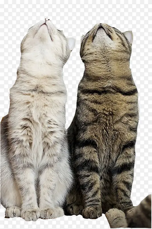 两只抬头望天的猫