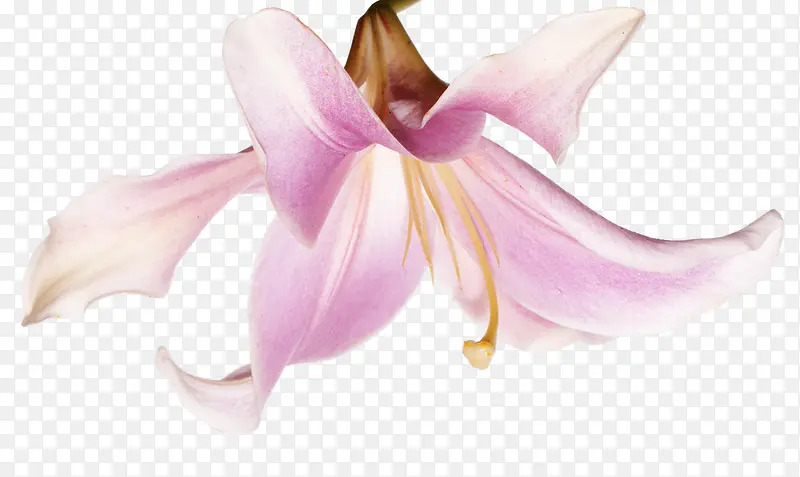 盛开的百合花
