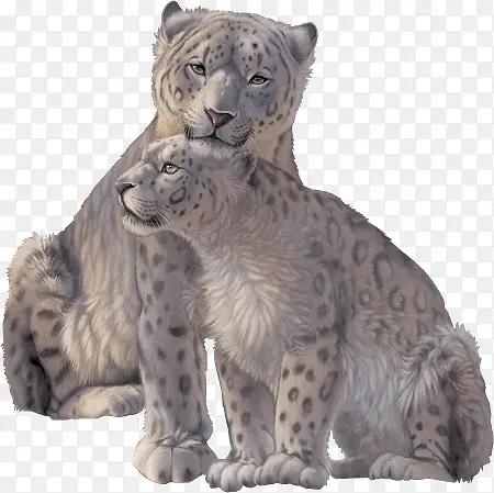 白色豹子母子家庭素材