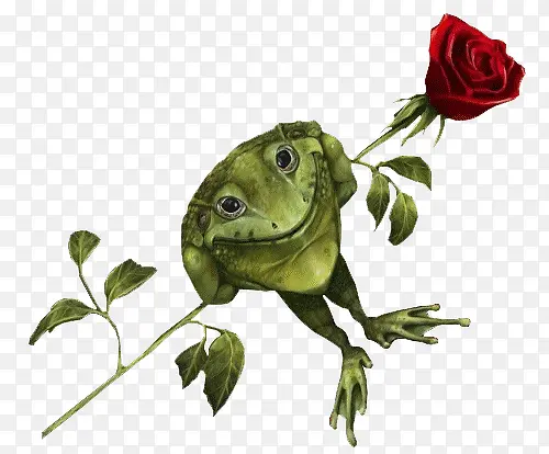 青蛙和玫瑰