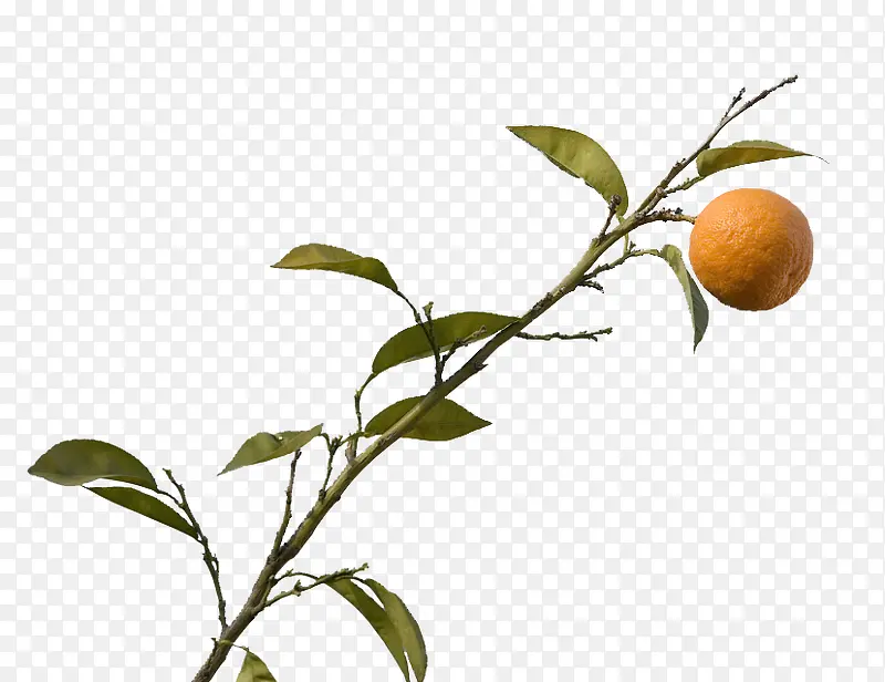 橘树枝图片