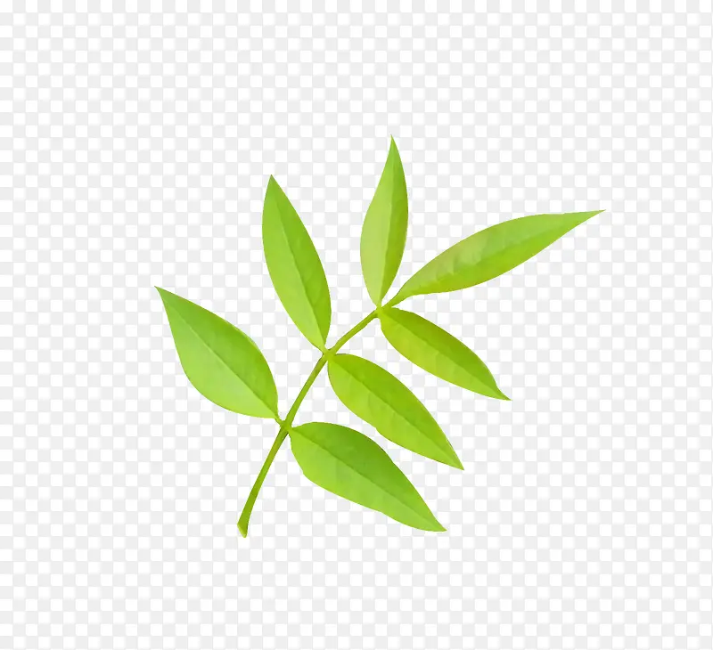 沾水草PNG图片素材下载_图片编号7795363-PNG素材网