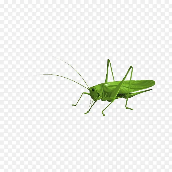 绿色的蝗虫