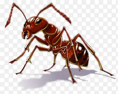 红色的大蚂蚁