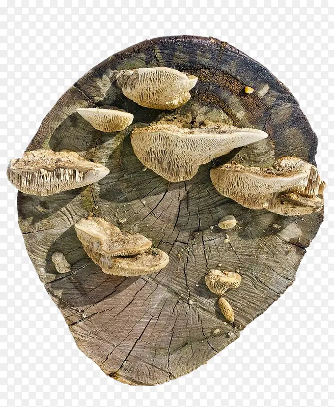 长满蘑菇的枯树树桩