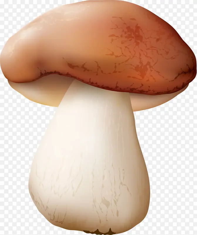 肥美香菇