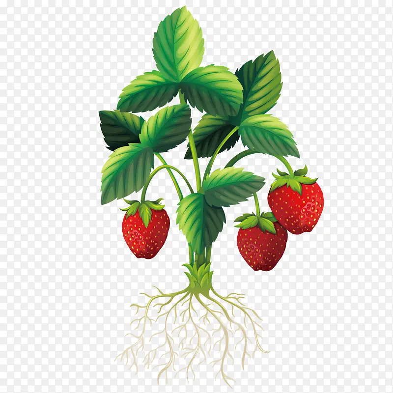 矢量种植草莓
