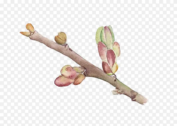 桃树开花手绘画
