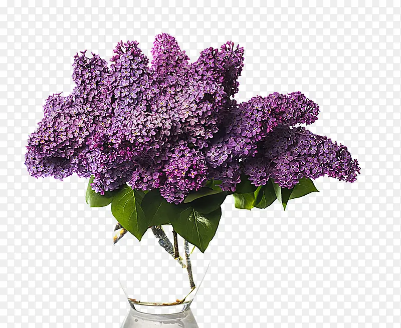 花瓶中的紫藤花