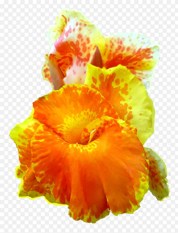 美人蕉花