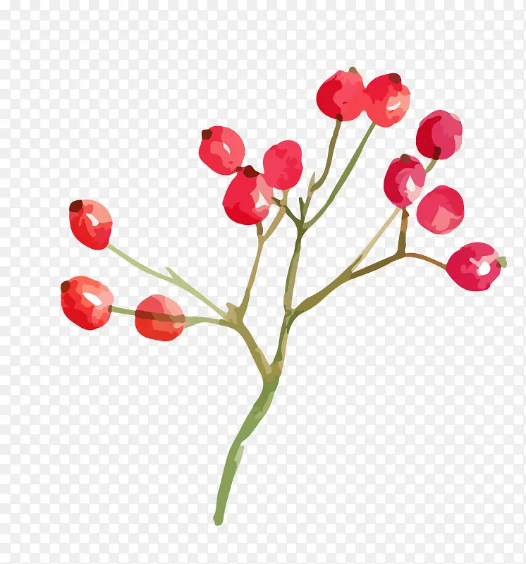 手绘水彩植物花卉小红果