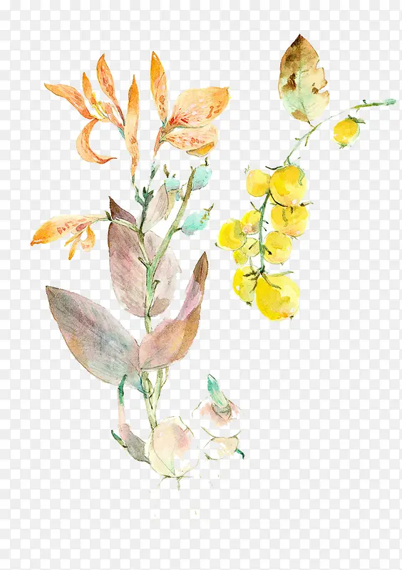 油菜花插画PNG图片素材下载_图片编号7809231-PNG素材网