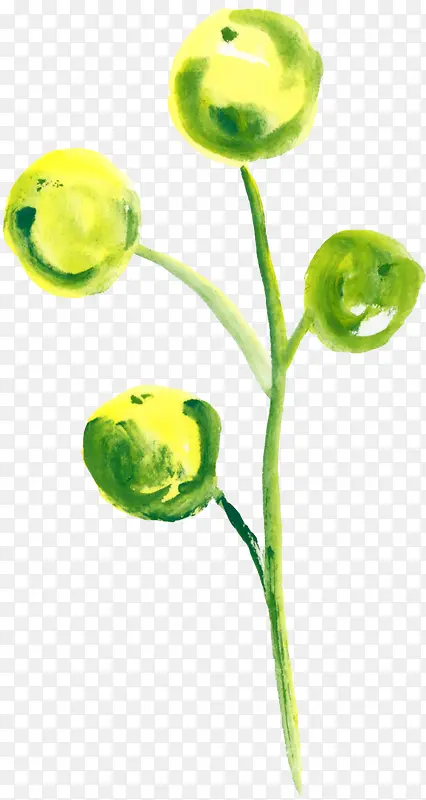 绿色球形植物花朵
