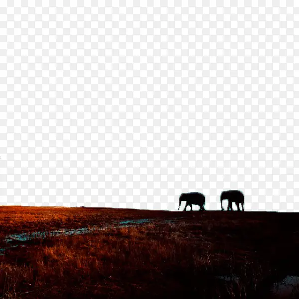 黑夜中行走的大象