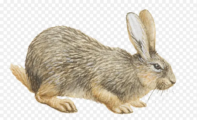 动物可爱小灰兔