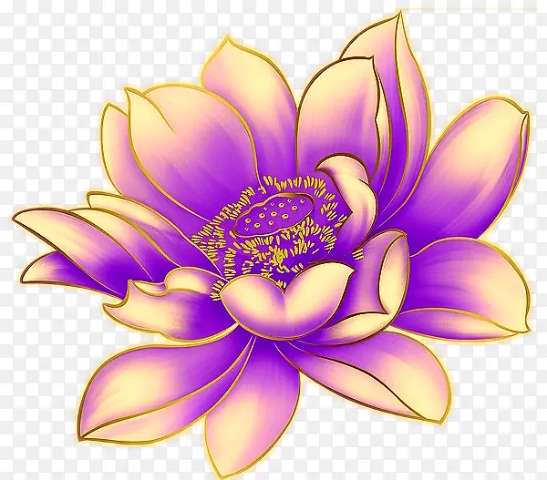紫色睡莲花儿