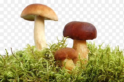 草地里面蘑菇