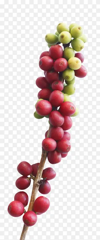 一串红色和绿色咖啡果实物