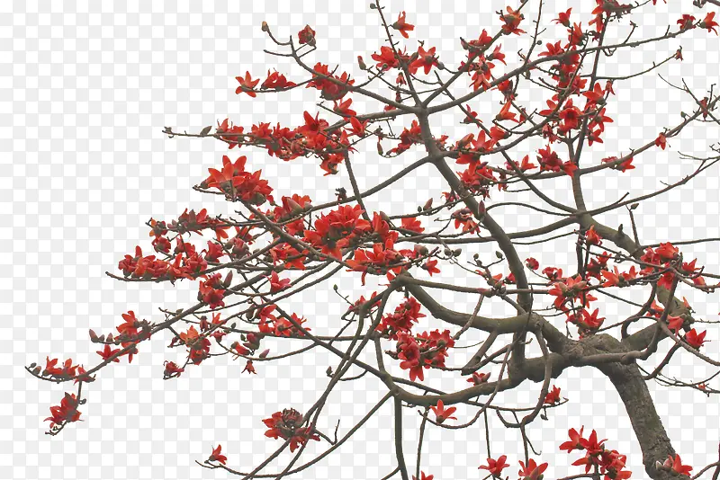 一棵树上绽放着一树红色的红棉花