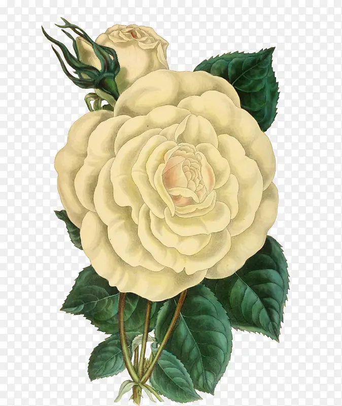 手绘白色玫瑰花免抠素材
