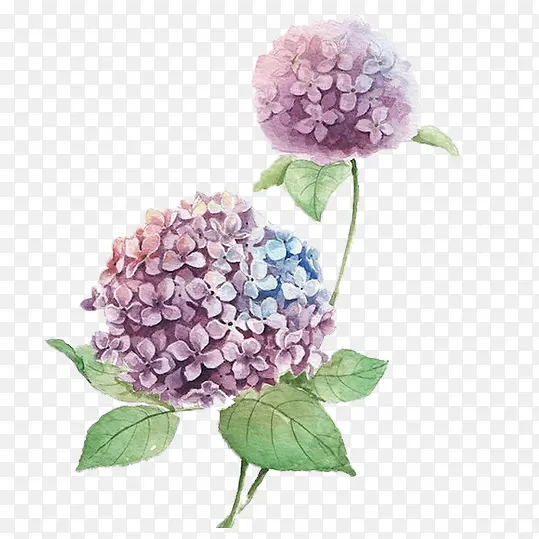手绘蓝紫色绣球花