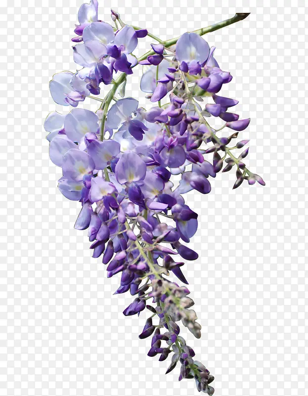 紫色花朵团簇可爱