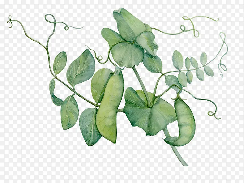绿色的豌豆荚植物