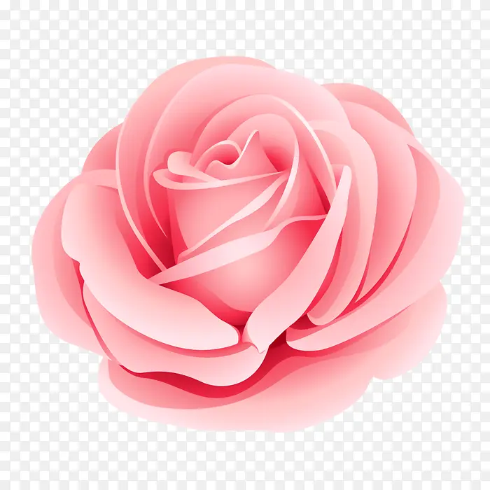 一朵粉色玫瑰