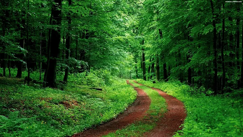 茂密森林里的小路