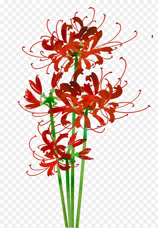红色美艳花朵植物