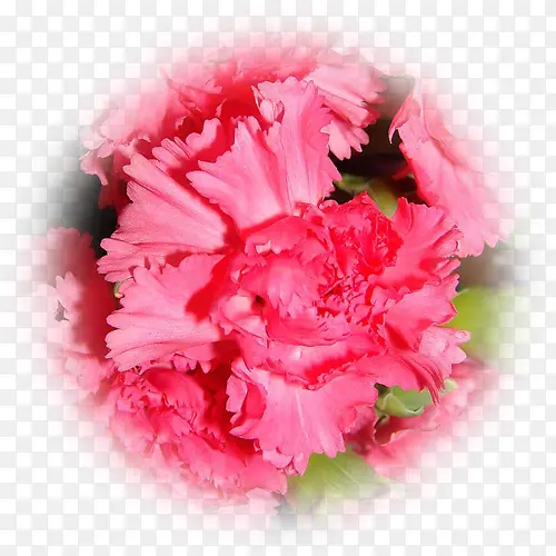 粉色美艳花朵康乃馨高清