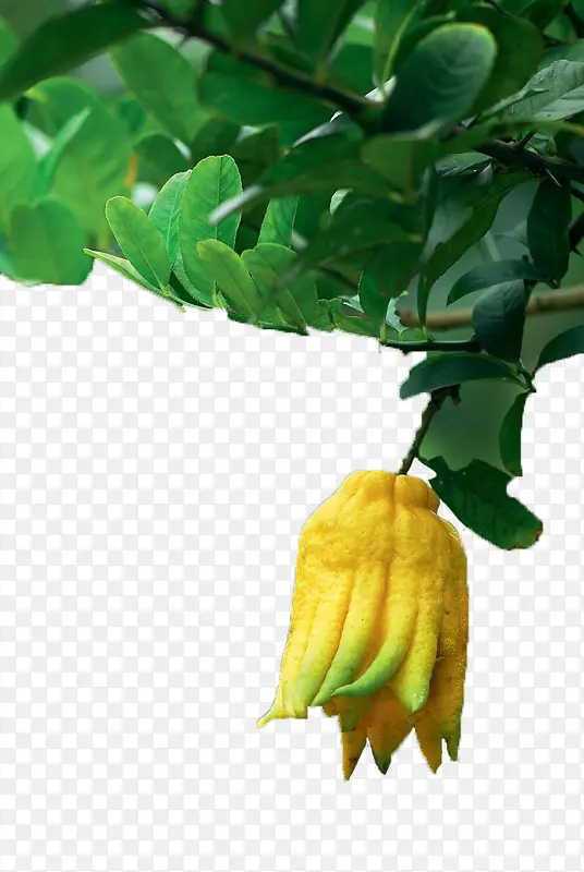 藤蔓上的黄色佛手瓜