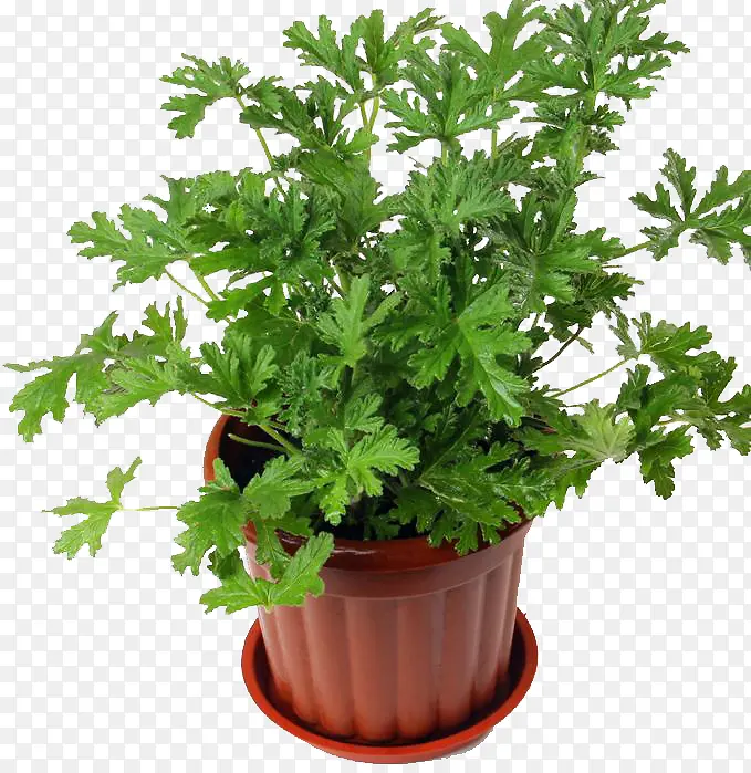 驱蚊草盆栽